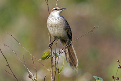 Striated Grassbird photo 4