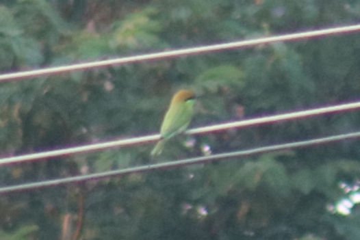 Asian Green Bee-eater