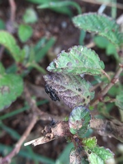 Orthoptera