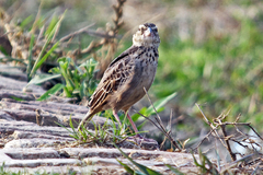 Mirafra assamica