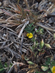 Crotalaria hebecarpa