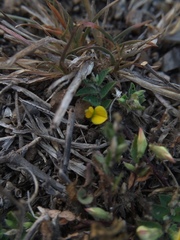 Crotalaria hebecarpa