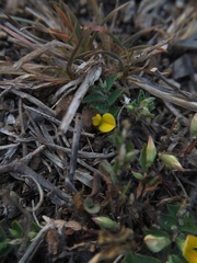 Crotalaria hebecarpa