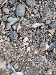 Pheidole