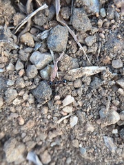 Pheidole