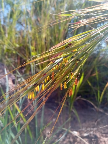 Hyperthelia dissoluta