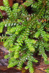 Selaginellaceae
