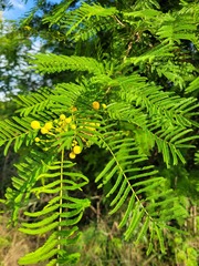 Vachellia davyi