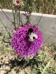 Bombus terrestris