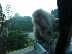Macaca fuscata yakui