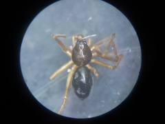 Bathyphantes