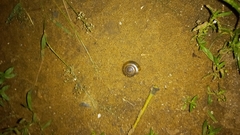 Macrochlamys hippocastaneum