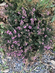 Erica