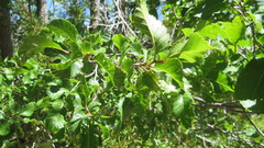 Nothofagus obliqua