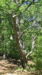 Nothofagus obliqua