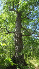 Nothofagus obliqua