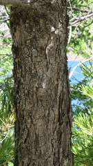 Nothofagus obliqua