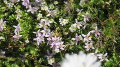 Lobelia oligophylla