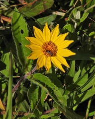 Aspilia pascalioides