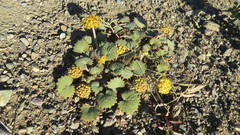 Pozoa coriacea