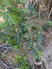 Cissus striata