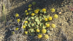 Pozoa coriacea