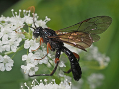 Phaenolobus terebrator