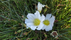 Calandrinia affinis