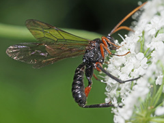 Phaenolobus terebrator