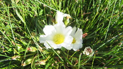 Calandrinia affinis