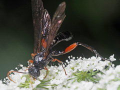 Phaenolobus terebrator