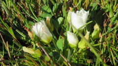 Calandrinia affinis