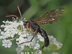 Phaenolobus terebrator