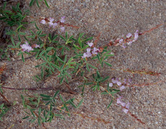 Aphyllodium biarticulatum