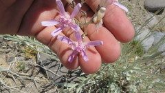 Hyalis argentea latisquama