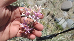 Hyalis argentea latisquama