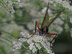 Phaenolobus terebrator