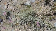 Hyalis argentea latisquama