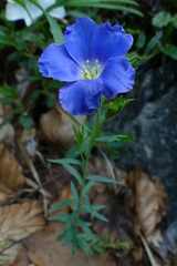 Linum alpinum