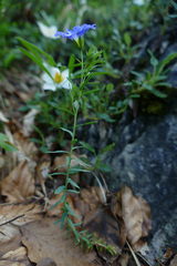 Linum alpinum