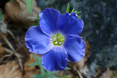 Linum alpinum