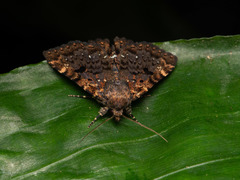 Diomea discoinsigna