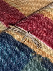 Singularia alternaria