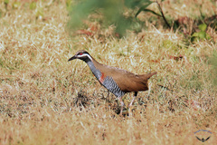 Gallirallus torquatus