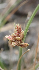 Cyperus sanguinolentus