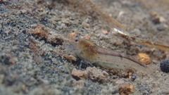 Caridina typus