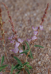 Aphyllodium biarticulatum