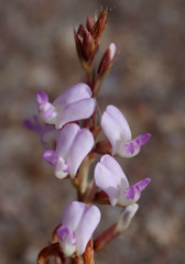Aphyllodium biarticulatum