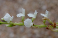 Aphyllodium biarticulatum