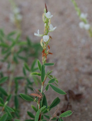 Aphyllodium biarticulatum